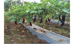 Effective Cleaning of Plumbing & Disinfection of Water for Eggplant Field Trial Guatemala