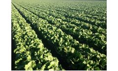 Effective Cleaning of Plumbing & Disinfection of Water Application for Lettuce