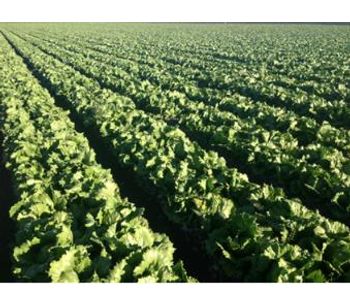 Effective Cleaning of Plumbing & Disinfection of Water Application for Lettuce - Agriculture