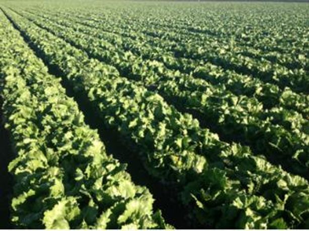 Effective Cleaning of Plumbing & Disinfection of Water Application for Lettuce - Agriculture
