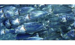 Effective Cleaning of Plumbing & Disinfection of Water for Aquaculture
