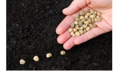 Effective Cleaning of Plumbing & Disinfection of Water for Germinating Seeds