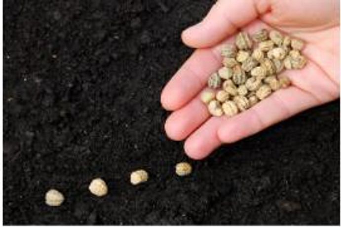 Effective Cleaning of Plumbing & Disinfection of Water for Germinating Seeds - Agriculture