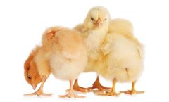 Effective Cleaning & Disinfection of Water for Poultry Operations