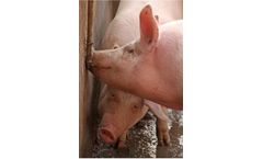 Effective Cleaning & Disinfection of Water for Swine Operations