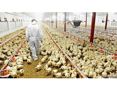 B.C. Poultry Industry Warned to Halt Use of Antibiotic - Puroxi