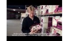 Fully automatic grading and bunching of chrysanthemums at Nursery Waalzicht  Video