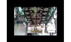 Furora bosmachine tulp  Video