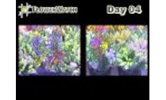 Effects of flower cooling Video