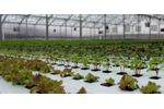 Water Heating Systems for Hydroponics and Water Cooling Systems for Hydroponics - Agriculture - Horticulture