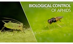 Biological control of aphids - Aphelinus abdominalis - Video