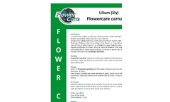 Flowercare - Carnation Lilium Brochure