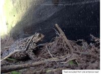 Frog and Toad Fencing