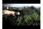 Hedge Trimming the Fast Way Video