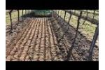 Soft Vigneto 1 - Moreni Agricoltural Machinery - Video