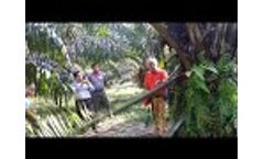MORI Electric Palm Harvester. Palm Oil Palm Trees Smart Harvesting - Video
