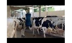 ELMEGA cow brushes Video