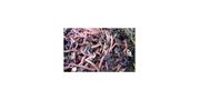 Earthworms (Eisenia Fetida)