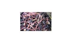 Earthworms (Eisenia Fetida)