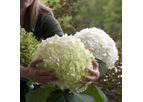 Model Abetwo - Hydrangea Arborescens Strong Annabelle