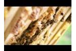 Pesticides and Pollinators: The Crop Protection Industry Talks Bee Testing and Pollinator Health Video