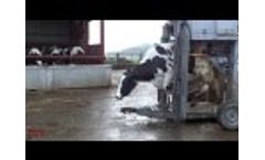 Foot-Trimming Cows - Neat Mobile Salon Video