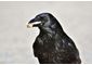 Silicon Valley City Experimenting With Lasers to Deter Crow Infestation