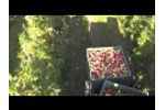 piuma 4wd - Apple Harvesting Video