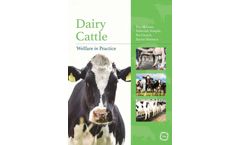 Dairy Cattle Welfare in Practice