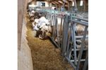Albouy - Mechanized Cattle Troughs for Stabulation