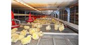 Broiler Colony System