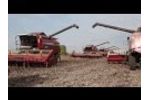 Combines the GLC-1420 and RGB-1218 harvesting of sunflower in the Volgograd region Video