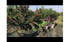Sicma B411 Plus Cherry Harvest - Video