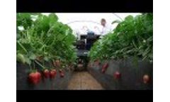 Agrobot Strawberry Harvester Video