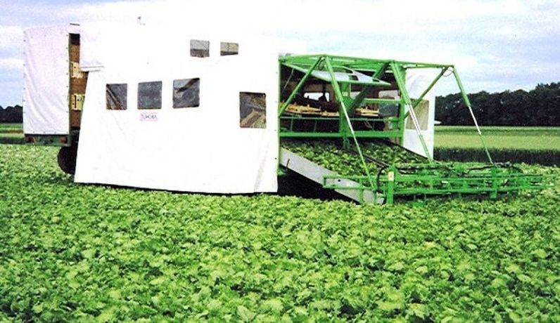 Tumoba Lettuce - Vegetable Harvester