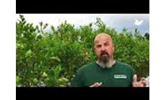 Testimonial: American Blueberry Farmer Increases Revenue By 33% With Lasers Video