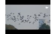 How to Repel Birds Effectively Video