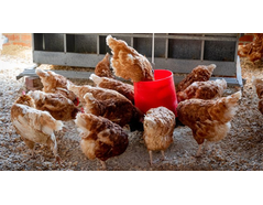 Bird Deterrent Laser Saves Chickens From Avian Influenza