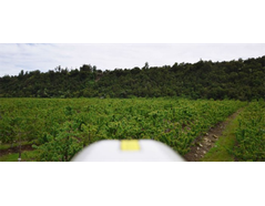 Agricola EU uses Automatic bird deterrent to avoid cherry crop loss - Case Study