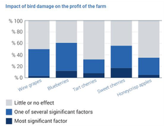 Laser bird repellent solves bird problem in wine grape industry - Case Study