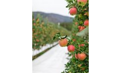 How cooling irrigation systems benefit orchards