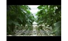 Hortipray Micronutri Fe Fertiliser – Testimonial from Kwekerij De Lindenborg (The Netherlands) Video