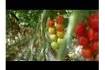 Hortipray Micronutri Fe fertiliser - Testimonial from Flavour Fresh (UK) Video