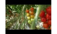 Hortipray Micronutri Fe fertiliser - Testimonial from Flavour Fresh (UK) Video