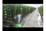 Micothon Amazone Greenhouse Spaying Robot 2013 Video