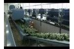 Havatec Florastar in Action with Alstroemeria`s | Sorting and Bunching of Flowers Video