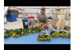 Magnifica: New Sorting and Bunching Machine at Kwekerij De Opstal with Spray Roses Video