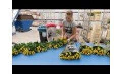 Magnifica: New Sorting and Bunching Machine at Kwekerij De Opstal with Spray Roses Video