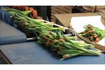 Quality Buncher Tulips - Video