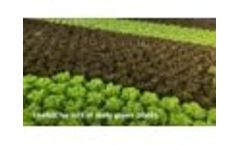 Prins Group Lettuce System Movie
